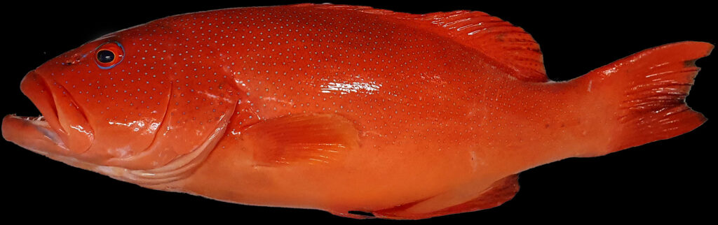 Chris Bolton Coral Trout