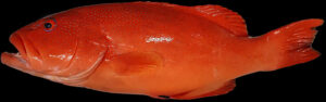 Chris Bolton Coral Trout